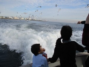 カモメと触れ合う東京湾貸切散骨