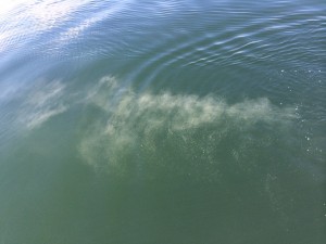 海への散骨