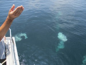 江ノ島(江の島)散骨