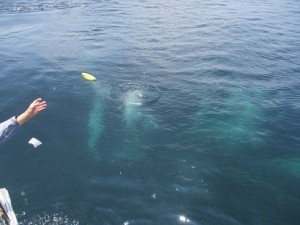 神奈川散骨