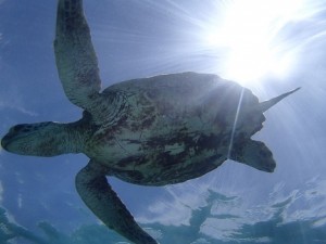 ウミガメとゆっくり泳ぐ宮古島