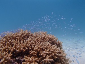 宮古島の海