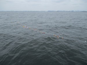 東京の海での散骨