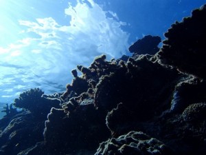 宮古島の海での散骨