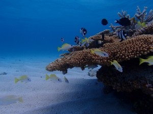 沖縄宮古島散骨