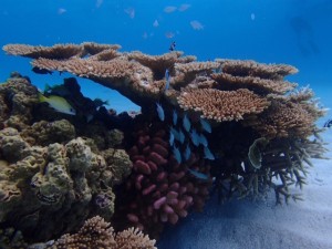 東京海洋散骨の宮古島散骨