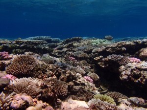サンゴ礁での散骨