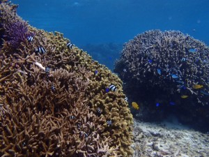サンゴ礁の海で眠る散骨