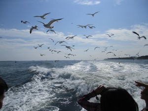 東京湾散骨のカモメ