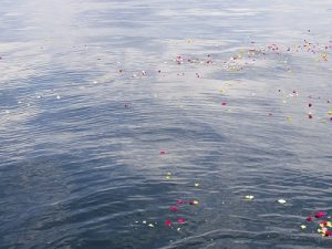 広がる散骨献花