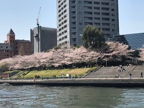 桜と海洋散骨