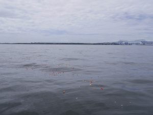 東京湾貸切散骨