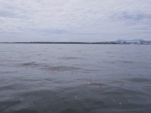 東京湾貸切散骨