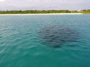 伊良部島散骨