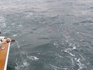 東京湾貸切海洋散骨