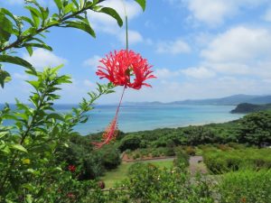 石垣島と竹富島の海洋散骨