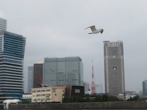 東京都の海洋散骨