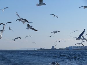 東京湾散骨と海鳥たち