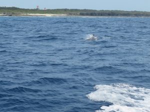 宮古島散骨時のイルカ