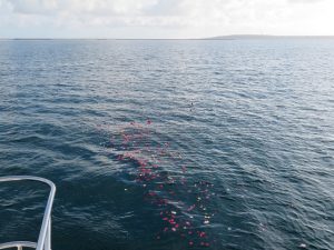 伊良部島海洋散骨