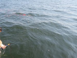 横浜の海散骨