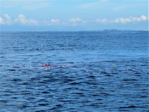 江の島海洋散骨