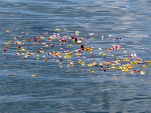 東京湾海洋散骨