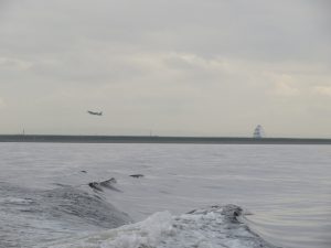 東京海洋散骨の合同散骨