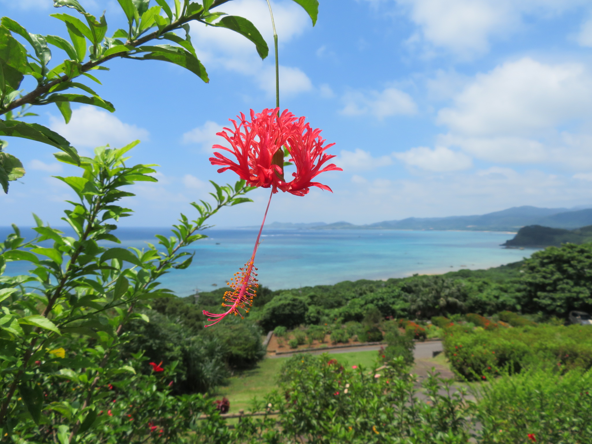 石垣島の海へ散骨