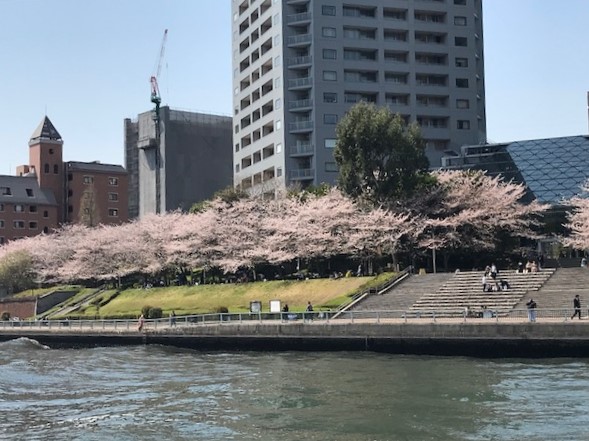 東京散骨隅田川の桜